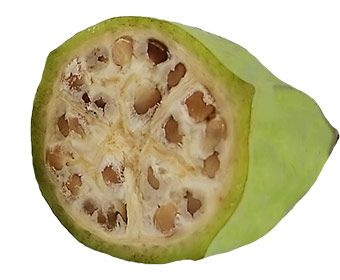 Buy Australian Organic Bananas Wholesale Sydney Australia