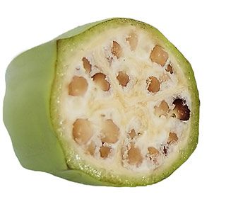 Buy Australian Organic Bananas Wholesale Sydney Australia