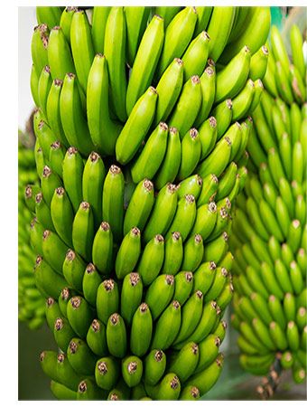 Buy Australian Organic Bananas Wholesale Sydney Australia